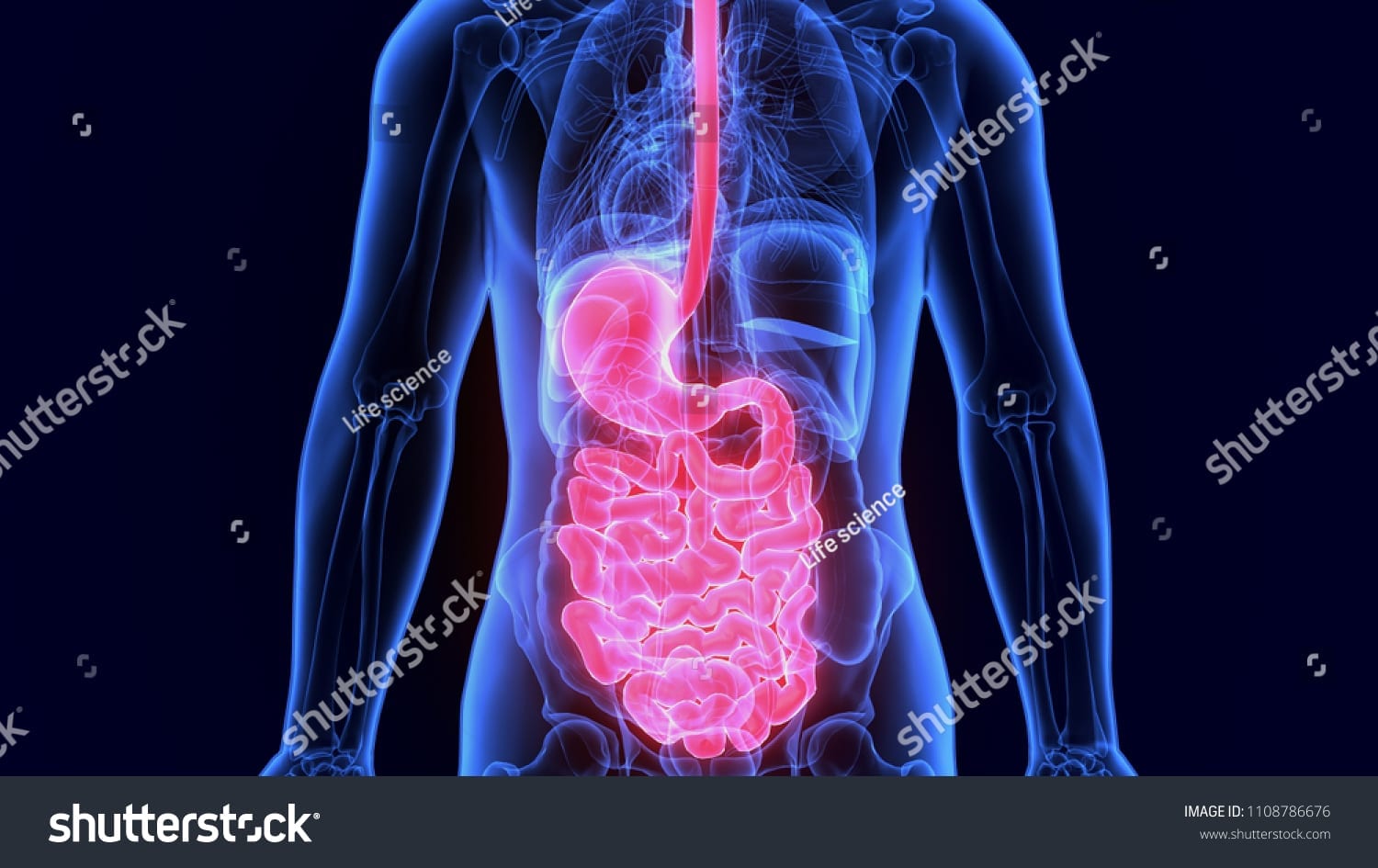 alt tagstock photo d illustration of human digestive system anatomy stomach with small intestine 1108786676