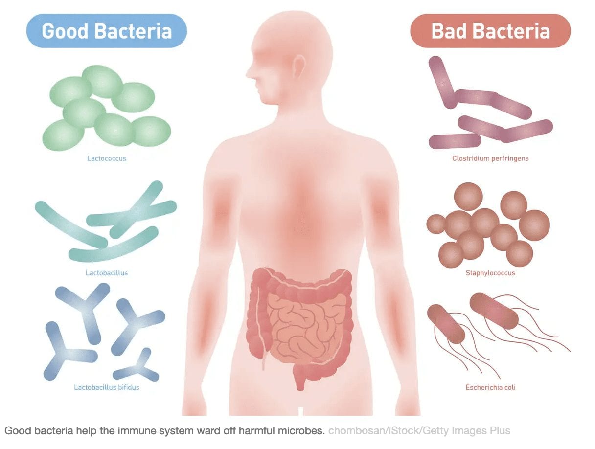 A healthy microbiome builds a strong immune system that could help defeat COVID-19