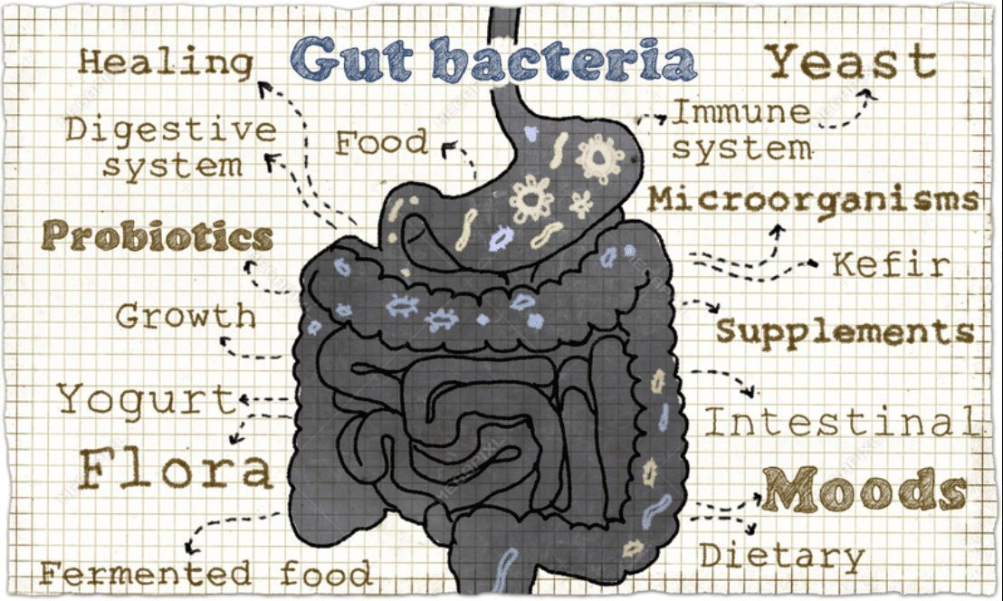 Unlocking the ‘gut microbiome’ – and its massive significance to our health | Health | The Guardian